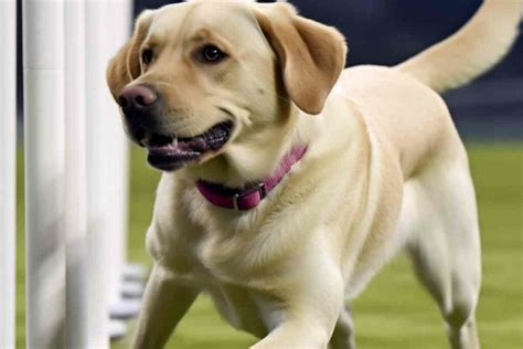 Exercise Routines For Labrador Retrievers Keeping Your Pup Healthy And