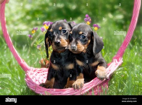 Outdoor Portrait Of Couple Wirehaired Dachshund Dogs In The Garden