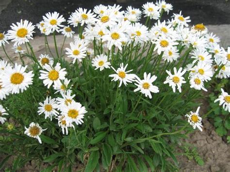 Астра альпийская Aster alpinus - фото описание уход - купить саженцы ...