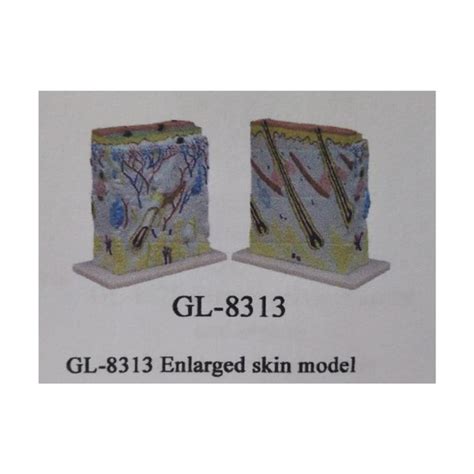 Jual Alat Peraga Model Kulit Enlarged Skin Gl Shopee Indonesia