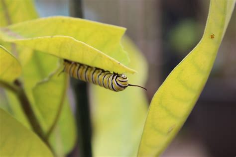 File Monarch Butterfly Caterpillar On Common Milkweed Wikipedia