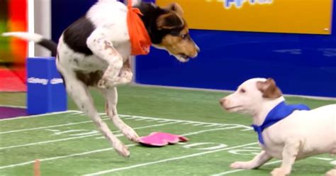 Puppy Bowl XVIII Featured The Most Special Needs Rescue Dogs Ever