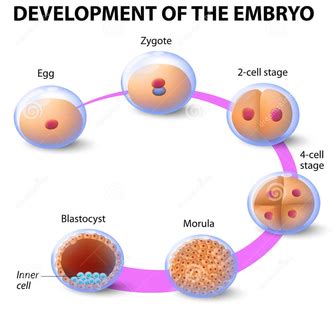 2: Variation and Reproduction - the BRUCE Zone