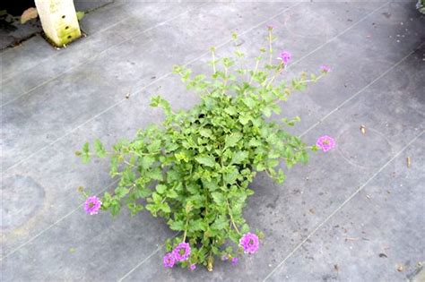 Verbena Canadensis ‘homestead’ Hickory Hollow Nursery And Garden Center