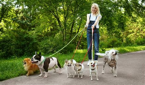 8 Tips On How To Be A Successful Dog Walker