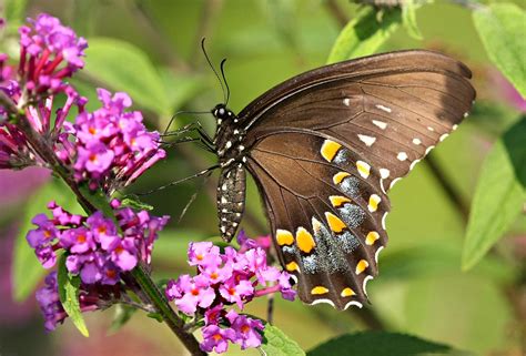 Black Butterflies Of North Carolina This Is A Shot Of A Sp Flickr