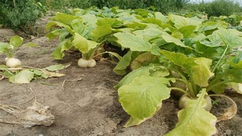 Growing Turnip Plants – Agrihortico