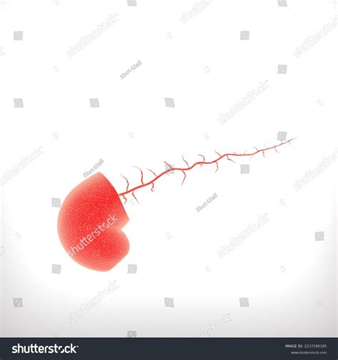 human pancreas cross section anatomy medical stock illustration
