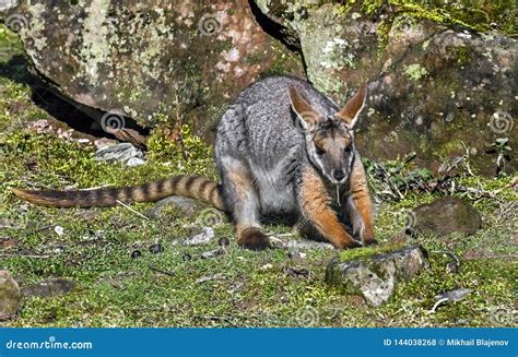 Yellow-footed Rock Wallaby 11 Stock Photo - Image of long, population ...