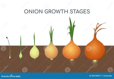 Estadios De Cultivo De Cebolla Ilustraci N Del Vector Ilustraci N De