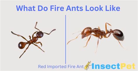 What Do Fire Ants Look Like Red Imported Fire Ant Facts