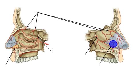 Diagram of Anatomy of The Nose VI | Quizlet