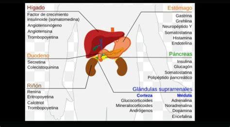 Elabor Una Tabla Con Las Gl Ndulas Mixtas Brainly Lat