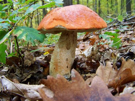 Images Gratuites La Nature For T Feuille L Automne Champignon