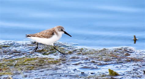 Western Sandpiper Ebird Checklist Here Ebird Flickr