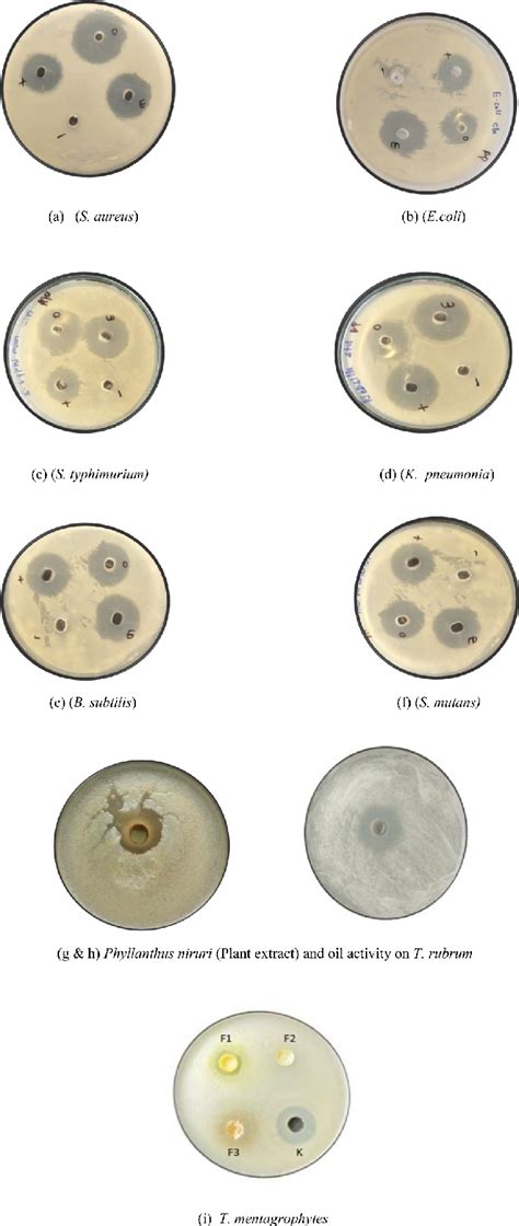 Representation Of Antimicrobial Activity Of P Niruri Plant Extract C