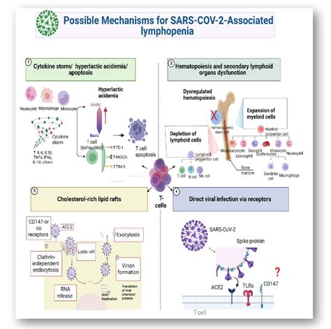 Schematic Representation Of Possible Mechanisms Of Lymphopenia In