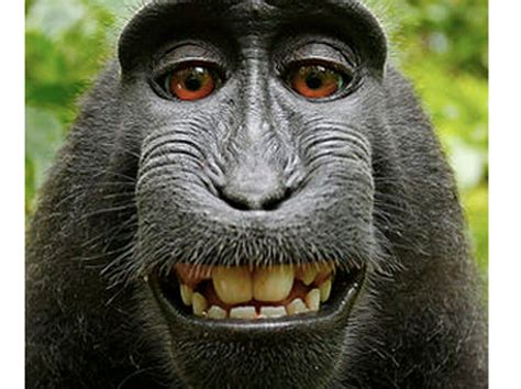 A monkey selfie copyright case returns to the spotlight - CNET