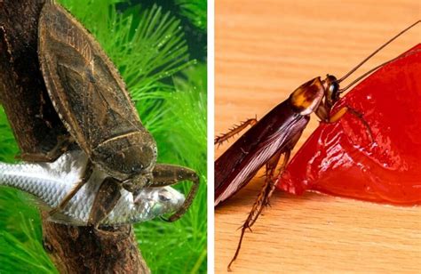 Waterbug vs. Roach: Key Differences