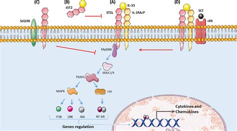 Figure 2 From The Il 33st2 Axis Role In Health And Disease