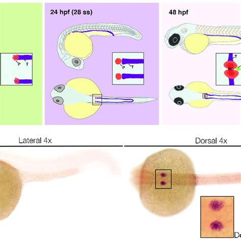 Podocyte Development In The Zebrafish Pronephros Top Left Podocytes