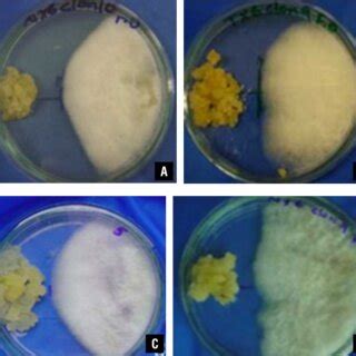 Dual Culture Assay In Vitro A In The Interaction Between