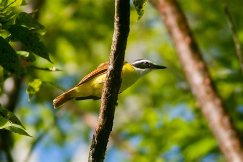 Great Kiskadee From El Bosque De La Lomita 29960 Palenque Chis