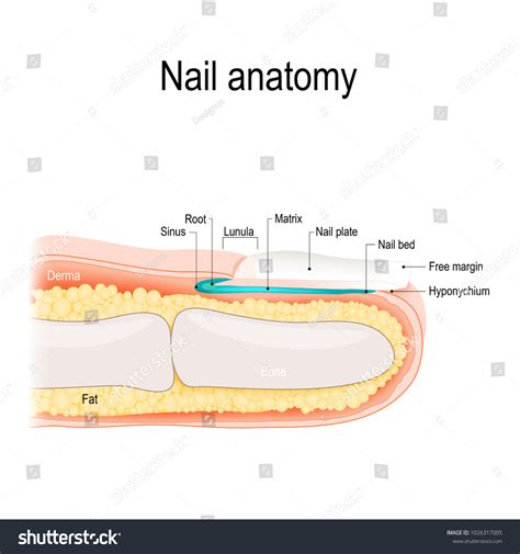 Structure Nail Human Anatomy Stock Vector Royalty Free 1026317005