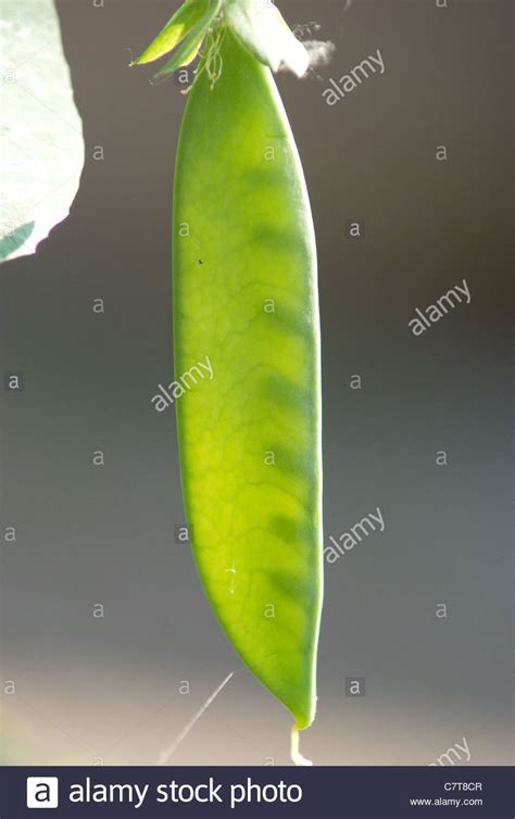 Cotyledon Cotyledons High Resolution Stock Photography And Images Alamy