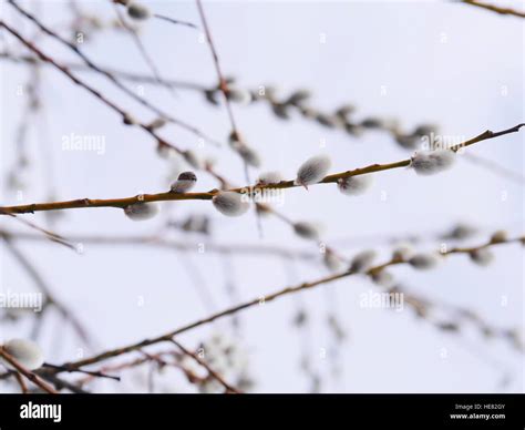 Pussy Willow Catkins Stock Photo Alamy