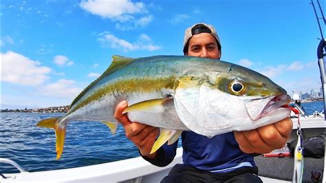 Sydney Kingfish On Poppers And Jigs Yellowtail Kingfish Lures Only