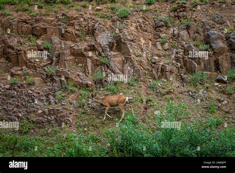 Mule Deer Doe Stock Photo - Alamy