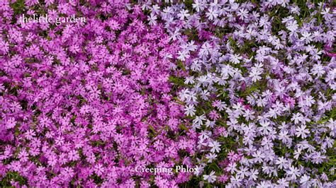 Of The Best Invasive Ground Cover With Purple Flowers