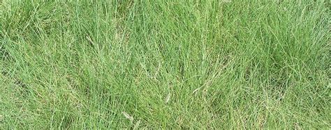 Choosing Native Grass In Northern New Mexico