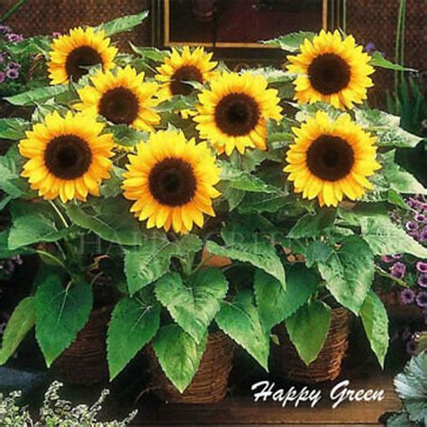 Dwarf Sunflower Big Smile 35 Seeds Helianthus Annuus Etsy