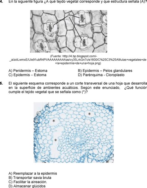 Biolog A Preuniversitaria Cuarta Guia Resuelta Preguntas Tipo Examen De