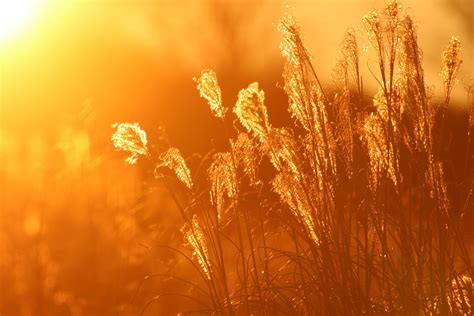 New wildlife protection zones will be added to montgomery lorimer park 2