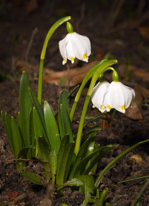 Plants That Look Like Lily Of The Valley Progardentips