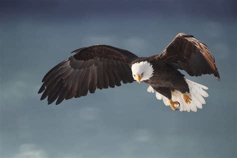 Download Animal Bald Eagle Hd Wallpaper