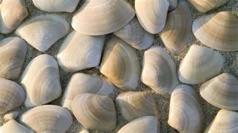 As clam harvesting declines, could farming be the answer?