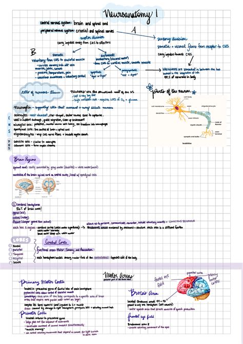 Anp Midterm 2 Notes Anp1106 Studocu