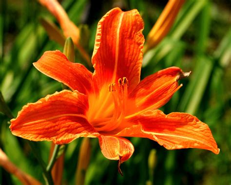 Lis Fleur Lys Orange Photo Gratuite Sur Pixabay Pixabay