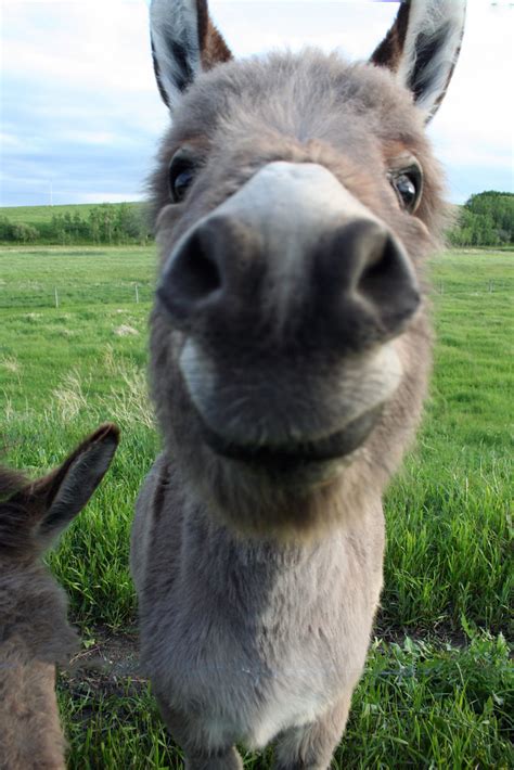 Baby Donkey Smile I Recently So Much Fun Photography This Flickr