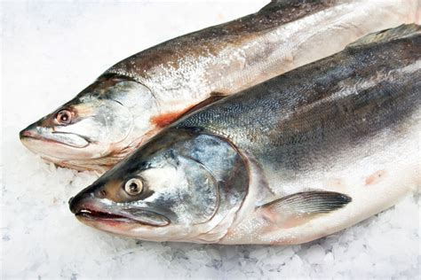 Fda Approves Worlds First Gmo Fish Fast Growing Atlantic Salmon