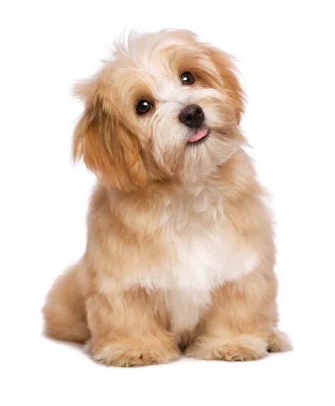 Small-sized dog breeds: Your guide to 7 best-loved small dogs