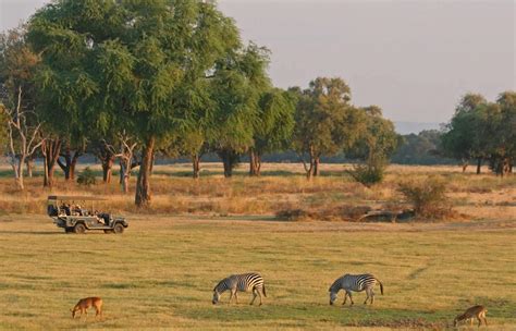 North Luangwa National Park Zambia Wild Safari Guide