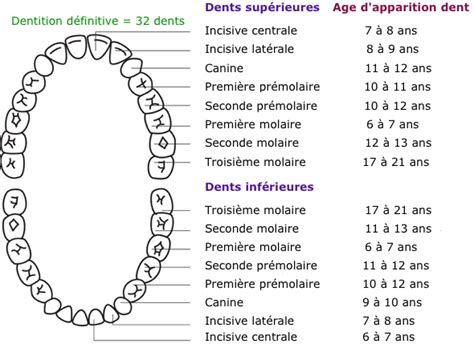 schéma de l ordre et de l âge d apparition des dents définitives en