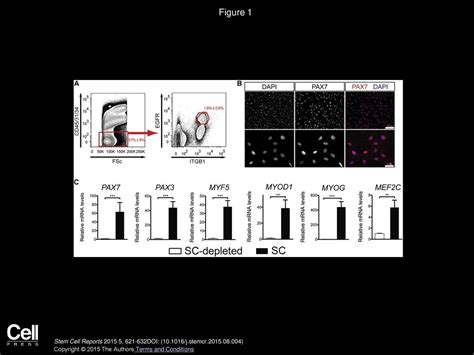 Ex Vivo Expansion And In Vivo Self Renewal Of Human Muscle Stem Cells