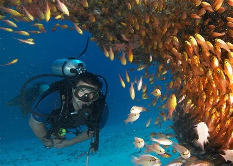 A Guide to Diving and Snorkelling in Zanzibar - Tanzania Odyssey