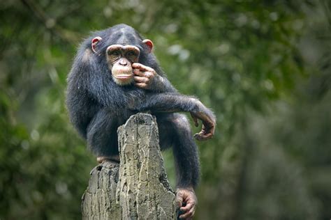 Chimpanzee Vs Bonobo: Do You Know The Difference? | IFLScience